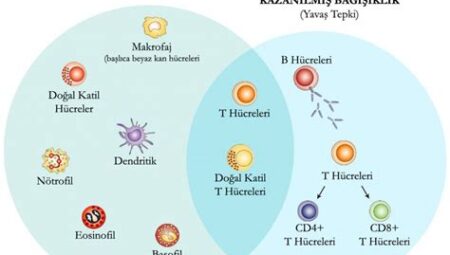 İmmün Sistem Destekleyici Besinler