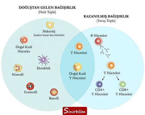 İmmün Sistem Destekleyici Besinler